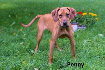 Penny