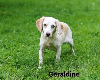 Geraldine