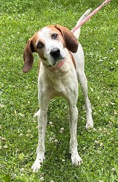adoptable Dog in Elkins, WV named Gertie