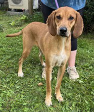 adoptable Dog in Elkins, WV named Turkey