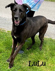 Lulu