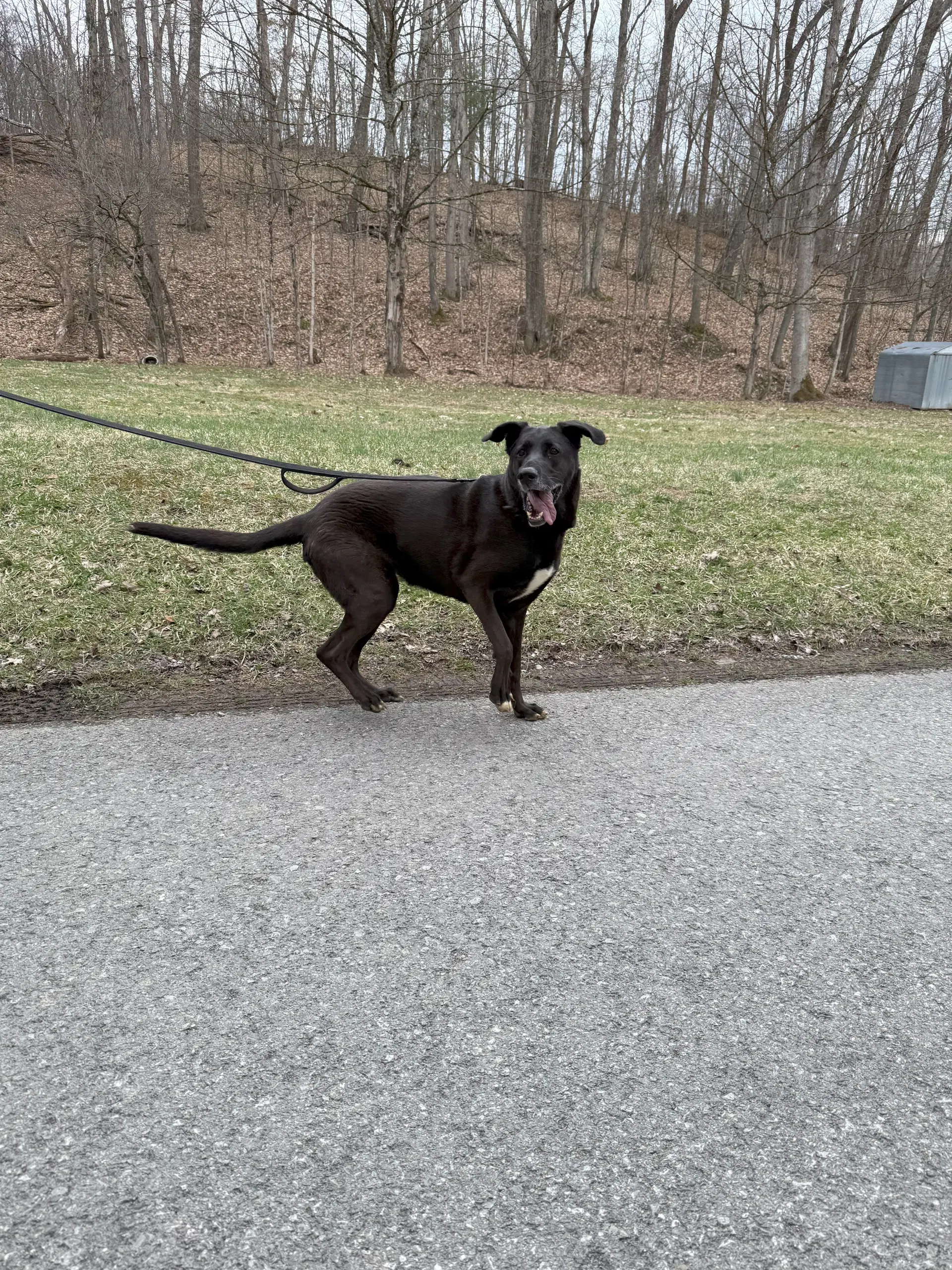 Lulu image 4