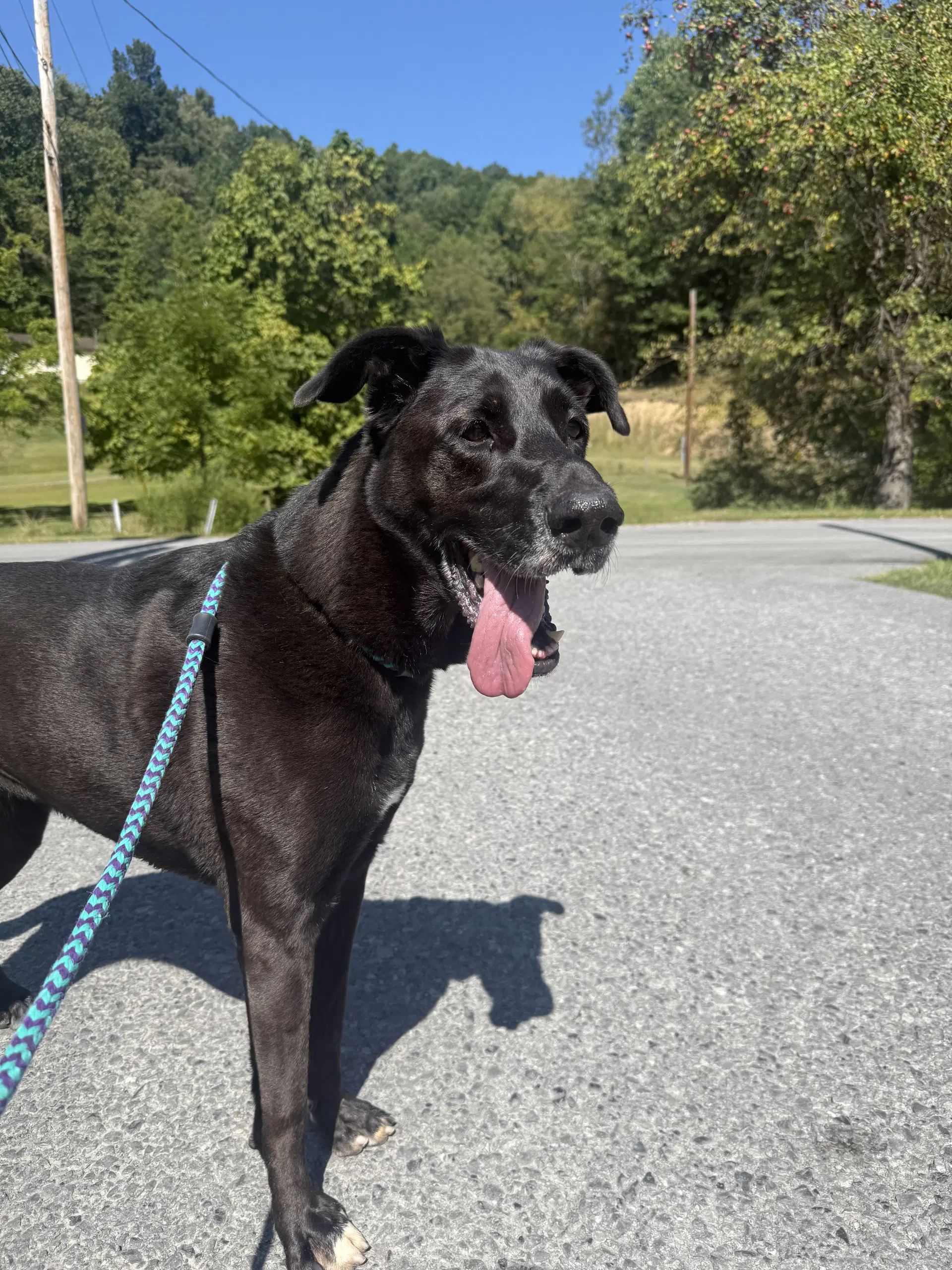 Lulu - Great Dane