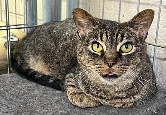 adoptable Cat in Elkins, WV named Star