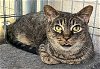 adoptable Cat in elkins, WV named Star