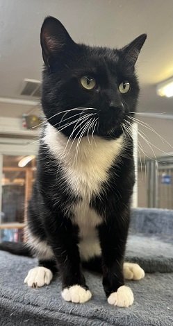 adoptable Cat in Elkins, WV named Smokey