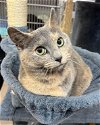 adoptable Cat in elkins, WV named Cherry Bomb