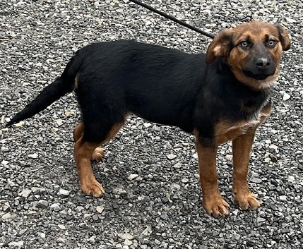 adoptable Dog in Elkins, WV named Clara