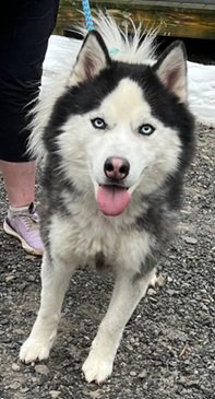 adoptable Dog in Elkins, WV named Niko