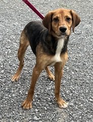 adoptable Dog in Elkins, WV named Waylon