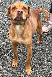 adoptable Dog in Elkins, WV named Roosevelt