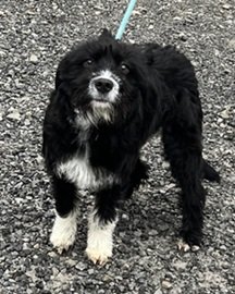 adoptable Dog in Elkins, WV named Ebony
