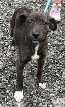adoptable Dog in Elkins, WV named Eclipse
