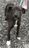 adoptable Dog in , WV named Eclipse