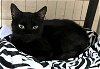 adoptable Cat in , WV named Shadow