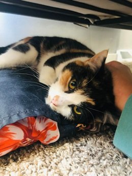 adoptable Cat in Elkins, WV named Callie: In Foster