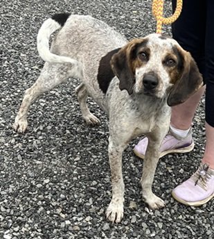 adoptable Dog in Elkins, WV named Dakota
