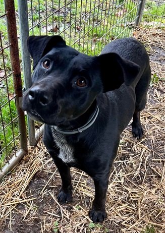 adoptable Dog in Elkins, WV named Tonto
