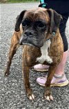 adoptable Dog in elkins, WV named CoCo