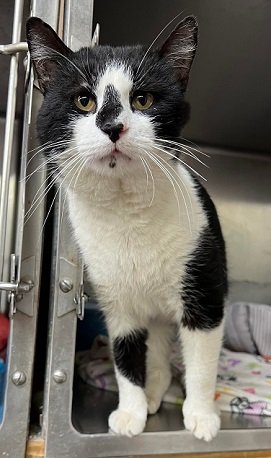 adoptable Cat in Elkins, WV named Fred: Barn Cat