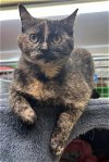 adoptable Cat in , WV named Eve
