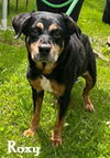 Roxy