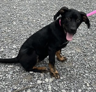 adoptable Dog in Elkins, WV named Natira