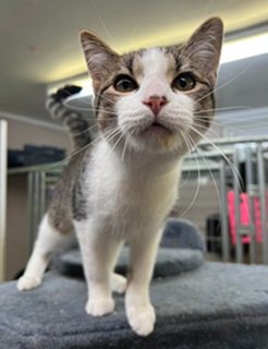adoptable Cat in Elkins, WV named Tierra
