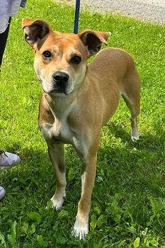 adoptable Dog in Elkins, WV named Candy