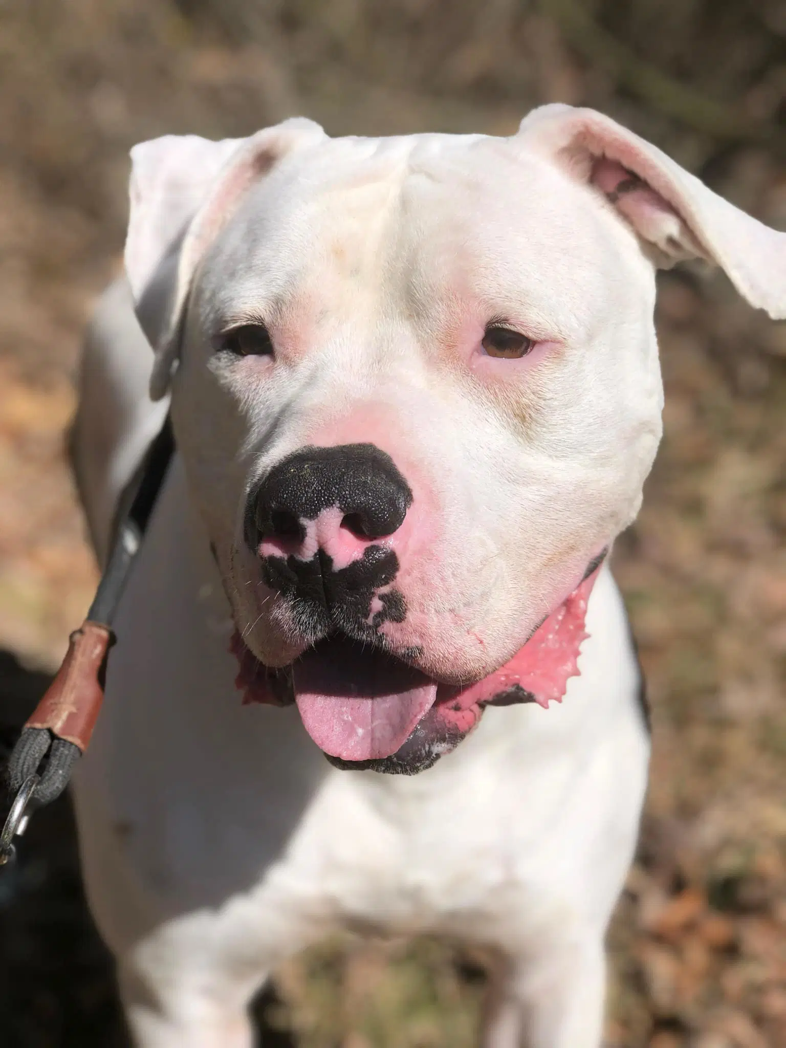 Maverick - American Bulldog