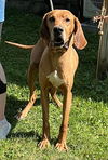 adoptable Dog in , WV named Memphis