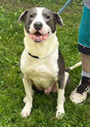 adoptable Dog in Elkins, WV named Boss