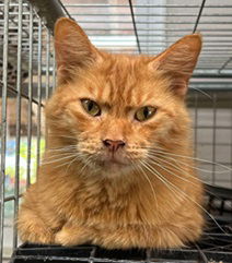 adoptable Cat in Elkins, WV named Scar