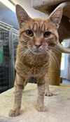 adoptable Cat in , WV named Patron