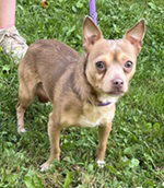 adoptable Dog in Elkins, WV named Bubby