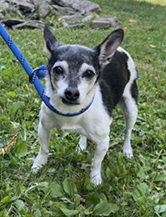 adoptable Dog in Elkins, WV named Bella