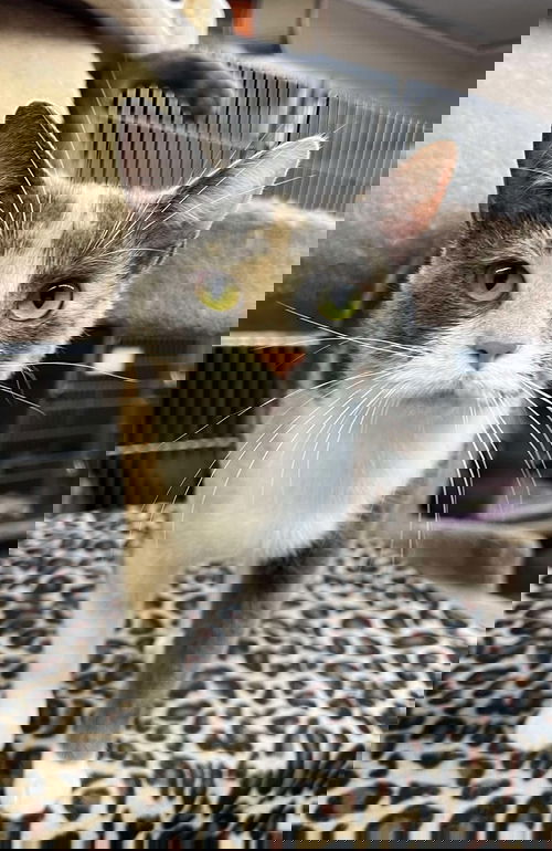Chia
