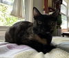 Tortie: In Foster Care