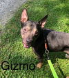 Gizmo