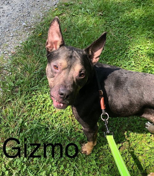 Gizmo