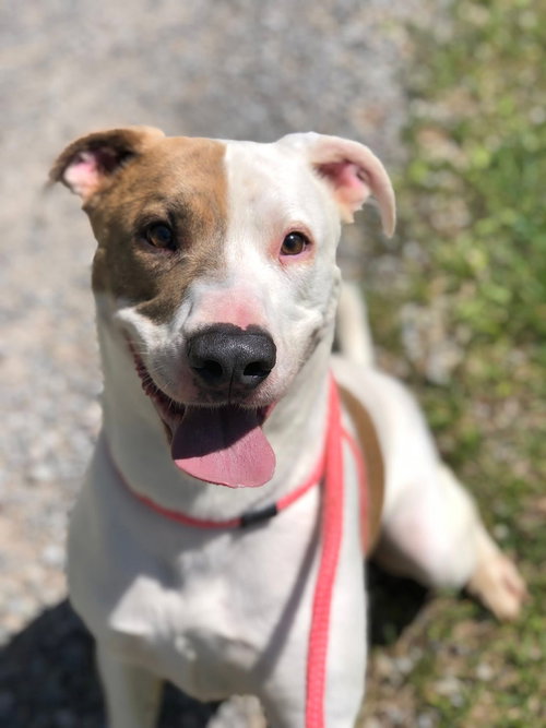 B, an adoptable Pit Bull Terrier in Elkins, WV