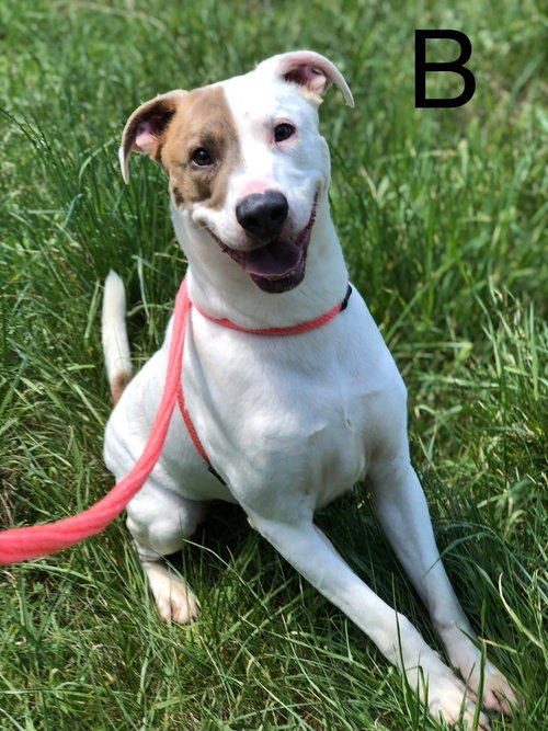 B - Pit Bull Terrier available for adoption