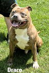 adoptable Dog in , WV named Draco
