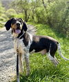 Sawyer