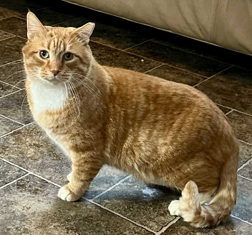 NICK - Domestic Short Hair available for adoption