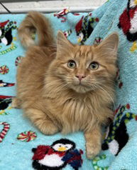 Peppercorn