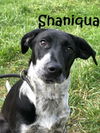 Shaniqua