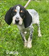 Daisy
