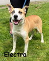 Electra