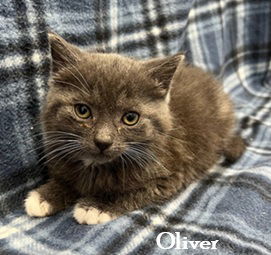 Oliver